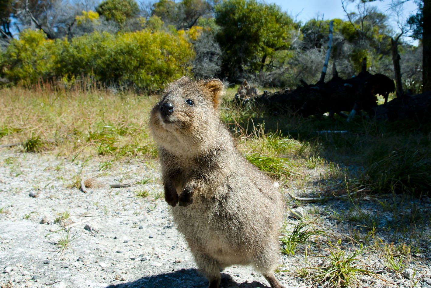 ID <a href="https://www.dreamstime.com/quokka-rottnest-island-australia-quokka-rottnest-island-australia-image102598591">102598591</a> @ <a href="https://www.dreamstime.com/adwo_info">Adwo</a> | <a href="https://www.dreamstime.com/">Dreamstime.com</a>